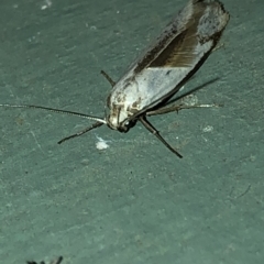 Philobota (genus) (Unidentified Philobota genus moths) at Aranda, ACT - 16 Nov 2019 by Jubeyjubes