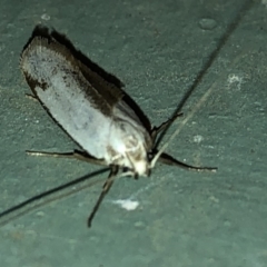 Philobota (genus) at Aranda, ACT - 16 Nov 2019