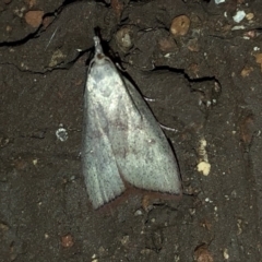 Callionyma sarcodes at Aranda, ACT - 16 Nov 2019 09:28 PM