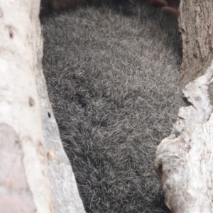 Trichosurus vulpecula at Hughes, ACT - 16 Nov 2019