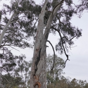 Eucalyptus mannifera subsp. mannifera at Federal Golf Course - 16 Nov 2019 05:44 PM