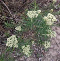 Cassinia longifolia at Garran, ACT - 16 Nov 2019