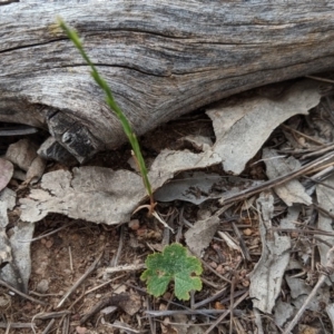 Hydrocotyle laxiflora at Garran, ACT - 16 Nov 2019 04:27 PM