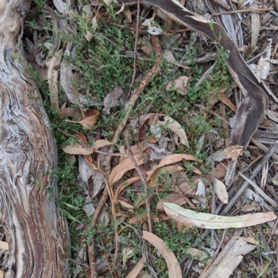 Einadia nutans (Climbing Saltbush) at Garran, ACT - 16 Nov 2019 by JackyF