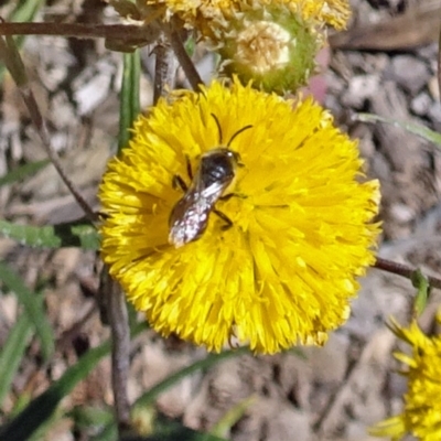 Unverified Bee (Hymenoptera, Apiformes) at Sth Tablelands Ecosystem Park - 14 Nov 2019 by galah681