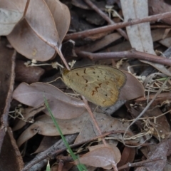 Heteronympha merope (Common Brown Butterfly) at Federal Golf Course - 16 Nov 2019 by JackyF