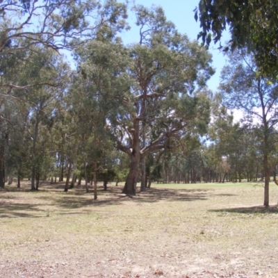 Eucalyptus bridgesiana (Apple Box) at Garran, ACT - 10 Nov 2019 by MichaelMulvaney