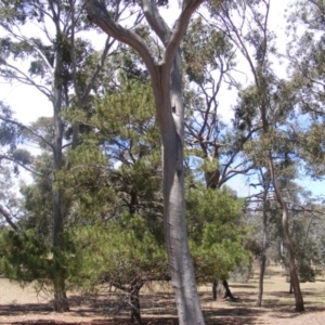 Eucalyptus sp. (dead tree) at Garran, ACT - 10 Nov 2019 11:41 AM