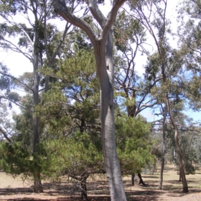 Eucalyptus sp. (dead tree) (Dead Hollow-bearing Eucalypt) at Federal Golf Course - 10 Nov 2019 by MichaelMulvaney