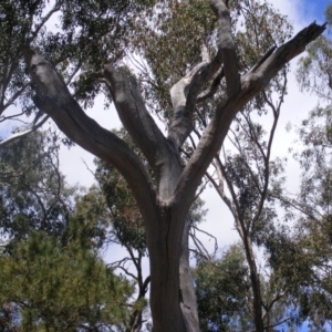 Eucalyptus sp. (dead tree) at Garran, ACT - 10 Nov 2019 11:41 AM