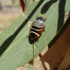 Ellipsidion australe (Austral Ellipsidion cockroach) at Sth Tablelands Ecosystem Park - 14 Nov 2019 by galah681