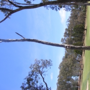 Eucalyptus blakelyi at Garran, ACT - 10 Nov 2019