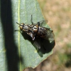 Oxysarcodexia varia (Striped Dung Fly) at Molonglo Valley, ACT - 14 Nov 2019 by galah681