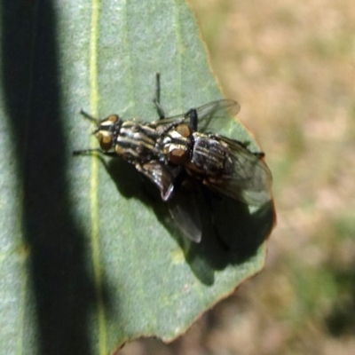 Oxysarcodexia varia (Striped Dung Fly) at Sth Tablelands Ecosystem Park - 14 Nov 2019 by galah681