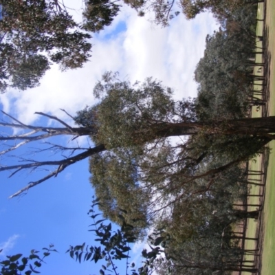 Eucalyptus nicholii (Narrow-leaved Black Peppermint) at Federal Golf Course - 10 Nov 2019 by MichaelMulvaney