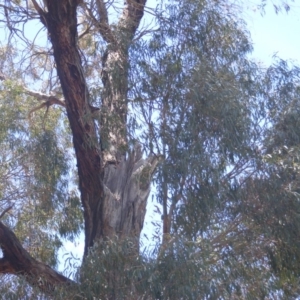 Eucalyptus nicholii at Garran, ACT - 10 Nov 2019 11:52 AM