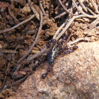 Papyrius nitidus (Shining Coconut Ant) at Garran, ACT - 15 Nov 2019 by MichaelMulvaney