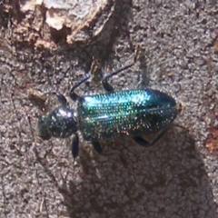 Phlogistus sp. (genus) (Clerid beetle) at Garran, ACT - 15 Nov 2019 by MichaelMulvaney