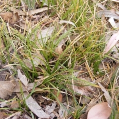 Carex inversa (Knob Sedge) at Garran, ACT - 16 Nov 2019 by MichaelMulvaney