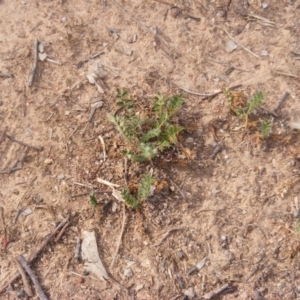 Acaena x ovina at Garran, ACT - 16 Nov 2019 03:14 PM