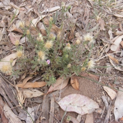 Vittadinia cuneata var. cuneata (Fuzzy New Holland Daisy) at Garran, ACT - 16 Nov 2019 by MichaelMulvaney