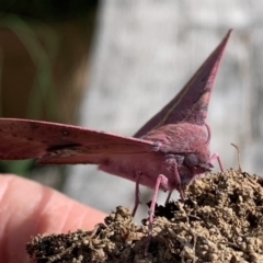 Oenochroma vinaria (Pink-bellied Moth, Hakea Wine Moth) at Quaama, NSW - 30 Oct 2018 by FionaG