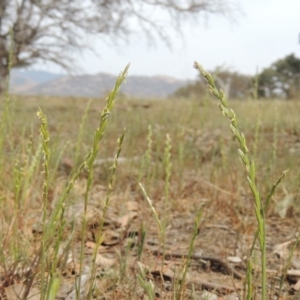 Lolium perenne at Tuggeranong DC, ACT - 2 Nov 2019