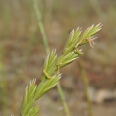 Lolium perenne at Tuggeranong DC, ACT - 2 Nov 2019