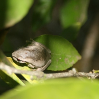 Litoria quiritatus (Screaming Tree Frog) at Quaama, NSW - 5 Feb 2009 by FionaG