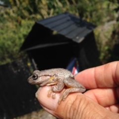 Litoria peronii (Peron's Tree Frog, Emerald Spotted Tree Frog) at Verona, NSW - 22 Dec 2014 by FionaG