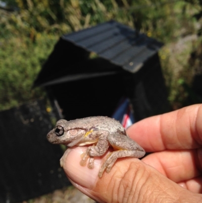 Litoria peronii (Peron's Tree Frog, Emerald Spotted Tree Frog) at Verona, NSW - 22 Dec 2014 by FionaG