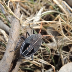 Theseus modestus at Tuggeranong DC, ACT - 2 Nov 2019 11:28 AM