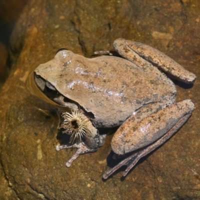 Litoria lesueuri (Lesueur's Tree-frog) at Murrah, NSW - 21 Dec 2014 by FionaG