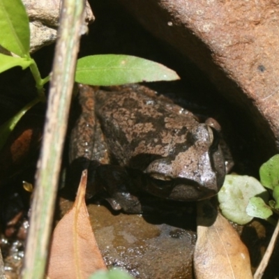 Unidentified Reptile and Frog at Quaama, NSW - 1 Jan 2015 by FionaG