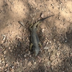 Pogona barbata (Eastern Bearded Dragon) at Bruce Ridge to Gossan Hill - 16 Nov 2019 by Willwalker