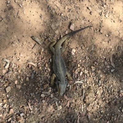 Pogona barbata (Eastern Bearded Dragon) at Gossan Hill - 16 Nov 2019 by Willwalker