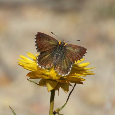 Neolucia agricola (Fringed Heath-blue) at Kambah, ACT - 15 Nov 2019 by MatthewFrawley