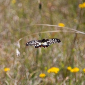 Papilio anactus at Murrumbateman, NSW - 16 Nov 2019 01:01 PM