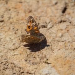 Junonia villida (Meadow Argus) at Murrumbateman, NSW - 16 Nov 2019 by jesskbarra