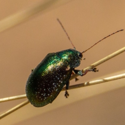 Edusella sp. (genus) (A leaf beetle) at Murrumbateman, NSW - 16 Nov 2019 by jesskbarra