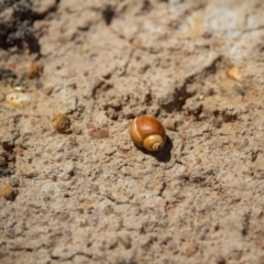 Gastropoda sp. (class) (Unidentified snail or slug) at Murrumbateman, NSW - 16 Nov 2019 by jesskbarra