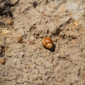 Gastropoda sp. (class) at Murrumbateman, NSW - 16 Nov 2019