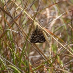Synemon plana (Golden Sun Moth) at Murrumbateman, NSW - 16 Nov 2019 by jesskbarra