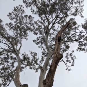 Eucalyptus melliodora at Red Hill to Yarralumla Creek - 16 Nov 2019 04:39 PM