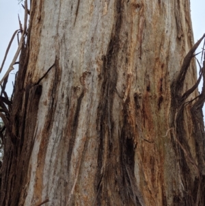 Eucalyptus melliodora at Red Hill to Yarralumla Creek - 16 Nov 2019 04:39 PM