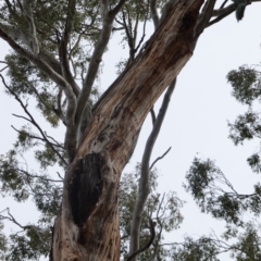 Eucalyptus melliodora at Red Hill to Yarralumla Creek - 16 Nov 2019 04:39 PM