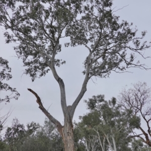 Eucalyptus melliodora at Red Hill to Yarralumla Creek - 16 Nov 2019 04:39 PM