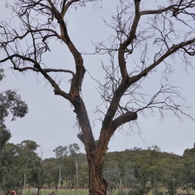 Eucalyptus sp. (dead tree) (Dead Hollow-bearing Eucalypt) at Federal Golf Course - 16 Nov 2019 by JackyF