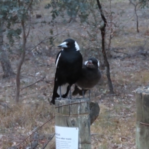 Gymnorhina tibicen at Yarralumla, ACT - 16 Nov 2019