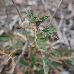 Solanum cinereum (Narrawa Burr) at Hughes, ACT - 16 Nov 2019 by JackyF